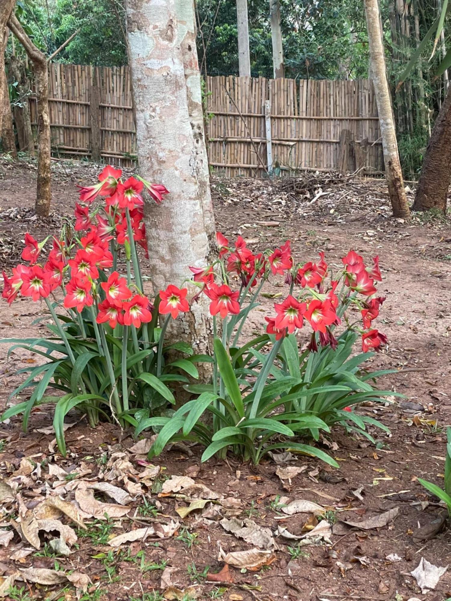 Chiang Dao Roundhouses Luaran gambar
